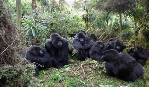 Africa's Best Gorilla Safaris and Wildlife Tours -3 Days Gorilla Trekking Rwanda