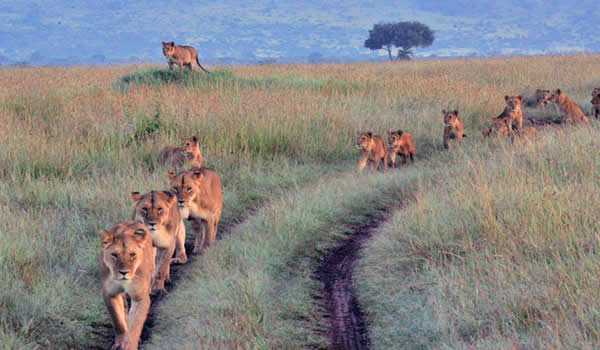 Premium Africa Safaris Masai Mara Reserve -Africa's Best Gorilla Safaris and Wildlife Tours