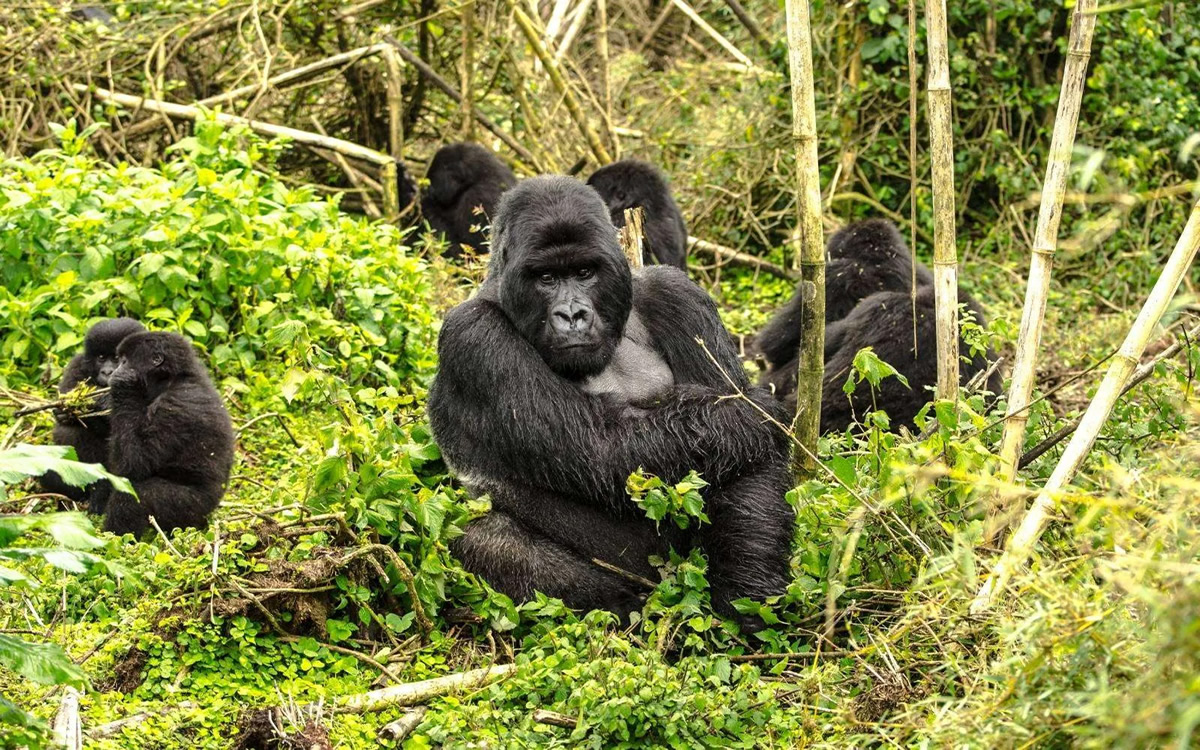 Gorilla Trekking in Rwanda