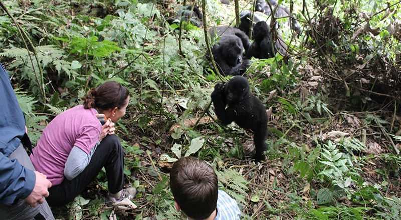 Gorilla Trekking in Uganda: Bwindi, Best Gorilla Tours 2024, Price