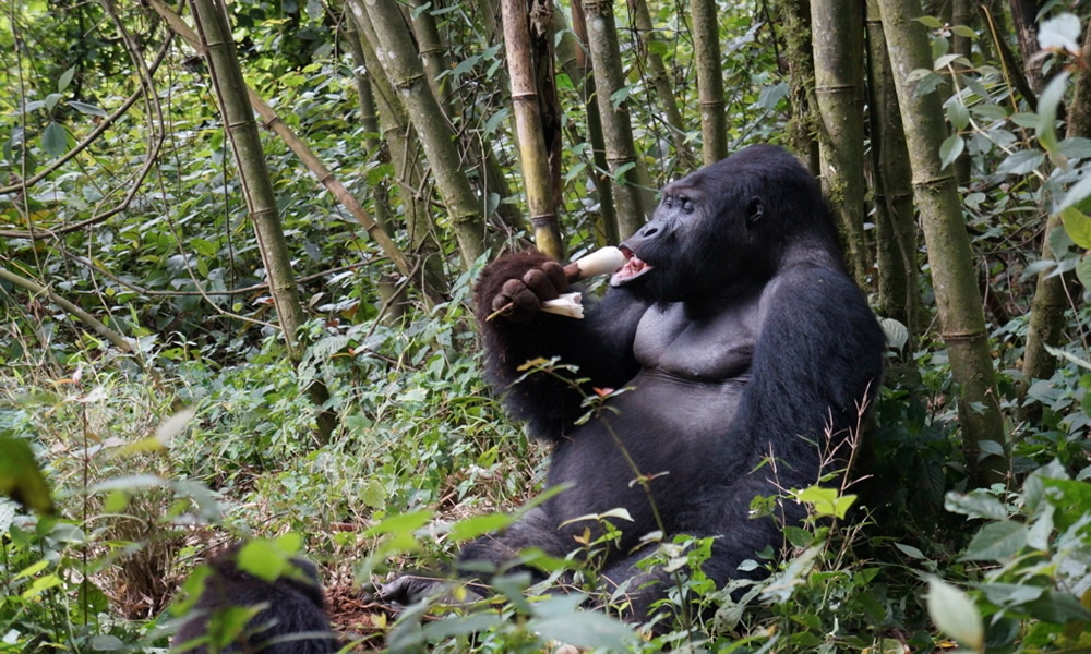 Is gorilla trekking worth the money?