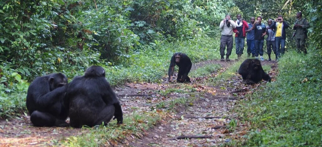 3 Days Chimp Tracking