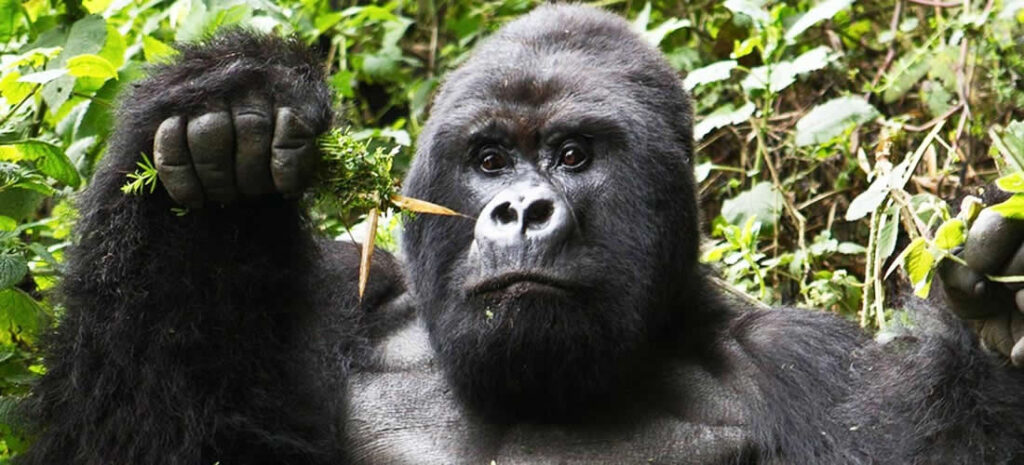 3 Days Uganda Gorilla Safari | The perfect itinerary (Midrange)