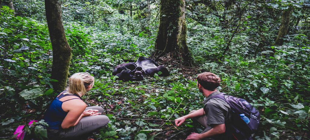 7 Days Uganda safari -A Complete Primate Trekking Experience 