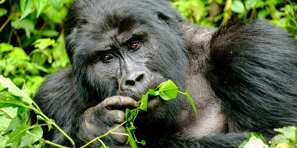 10 Days Best of Uganda Wildlife and Primate Safari