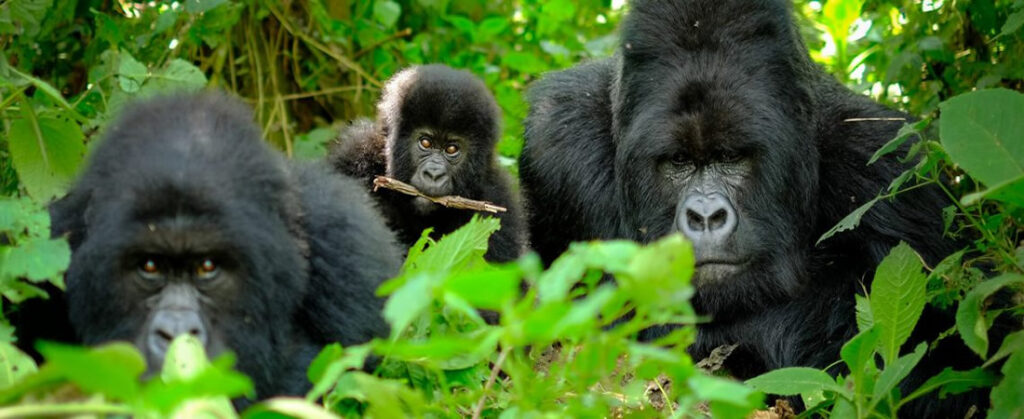 7 Days Rwanda Safari