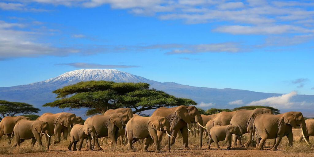 Amboseli National Park, history, location, wildlife, all activities 