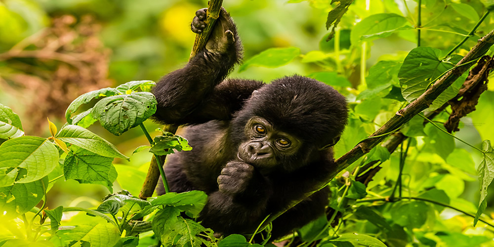 2 Days Gorilla Trekking Rwanda - Explore Rwanda on Budget 2023