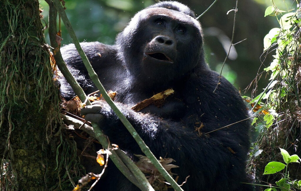 Rwanda Safaris : Africa's Most Favorite Gorilla Trekking Destination