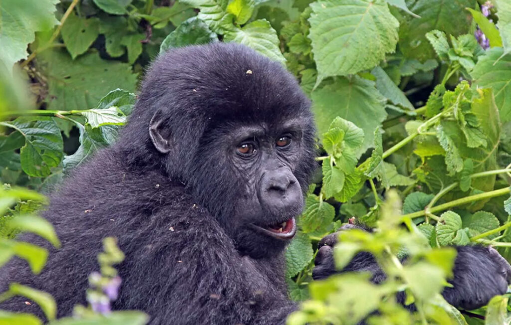 Bwindi Impenetrable National Park, most famous park for gorilla trekking in Africa