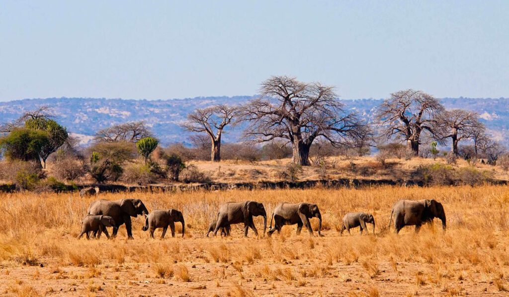 Tarangire National Park Tanzania