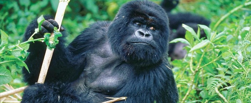 3 Days Fly Bwindi Gorilla Habituation Adventure