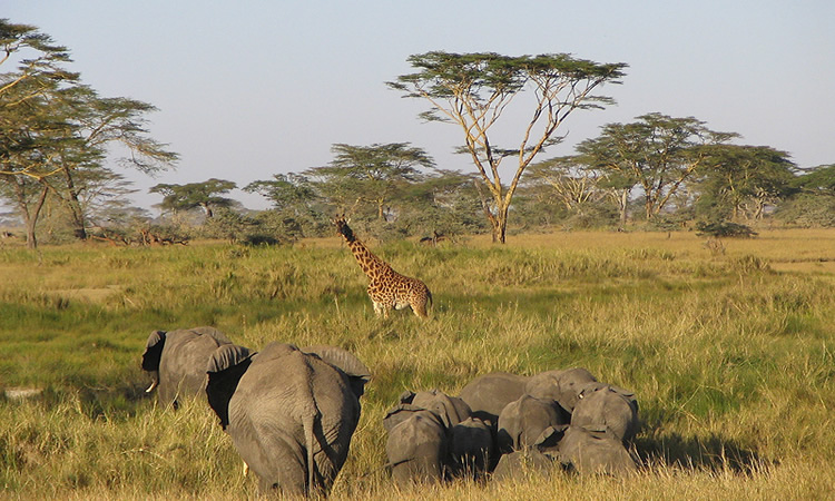 5 Days Serengeti, Ngorongoro