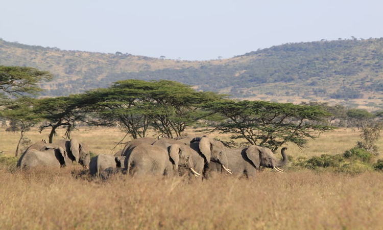 5 Days Serengeti, Ngorongoro Crater Safaris