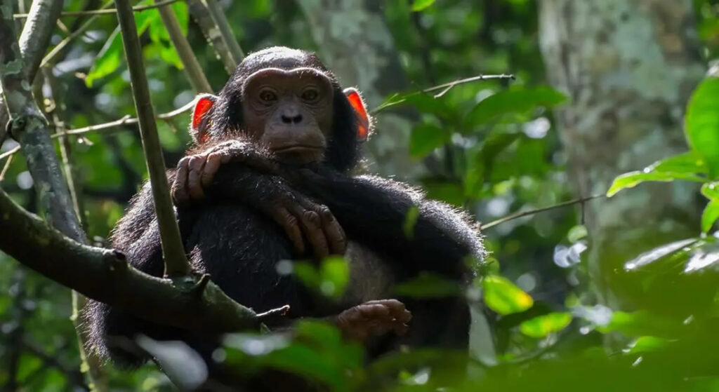 Gishwati-Mukura National Park | Gishwati Forest National Park