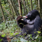 Is gorilla trekking worth the money?