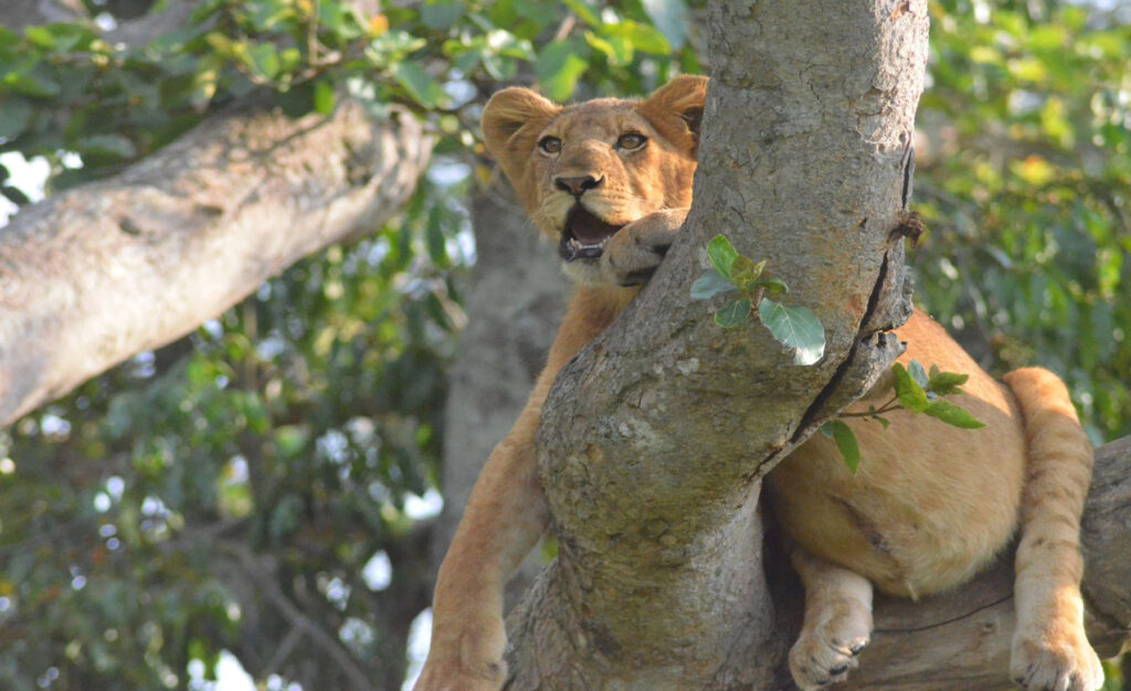 Queen Elizabeth National Park