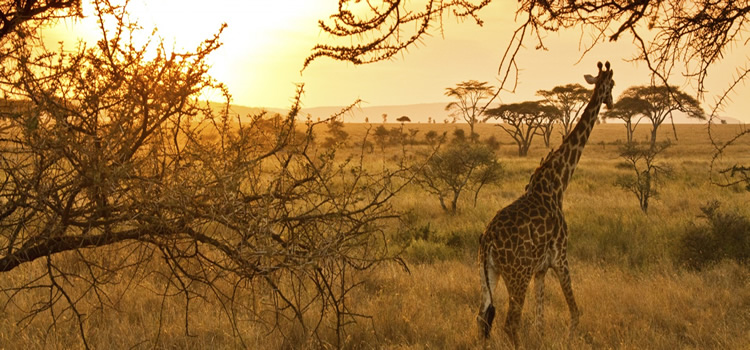 Ultimate Tanzania Safaris 2024