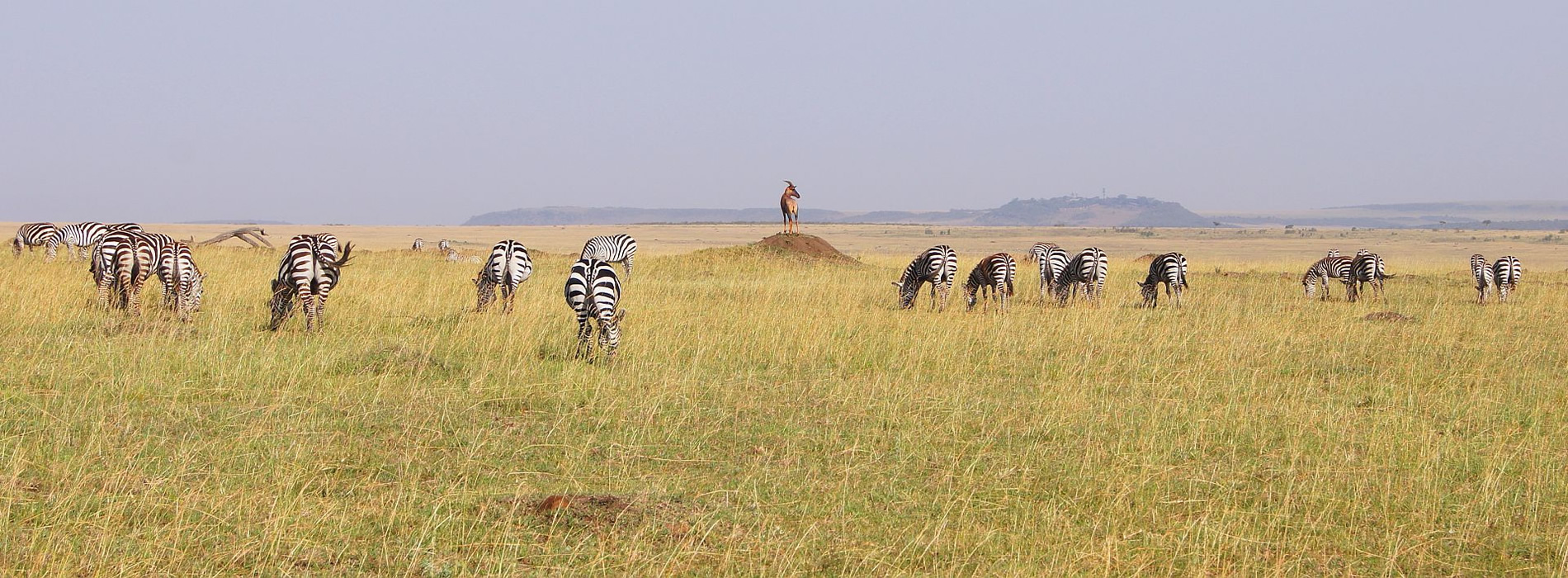 10 Days Best of Kenya big 5 game safari