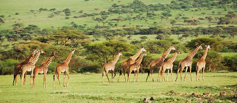 20 Days East Africa Safari; Gorillas & Wildlife (All-inclusive Packages).