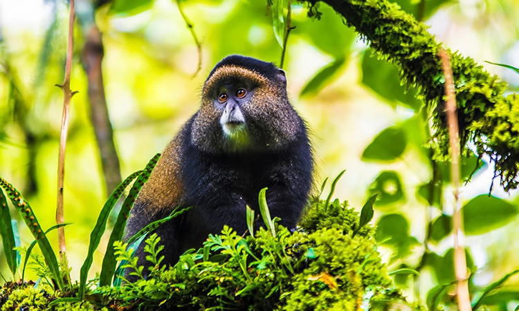 Golden Monkey Trekking in Mgahinga