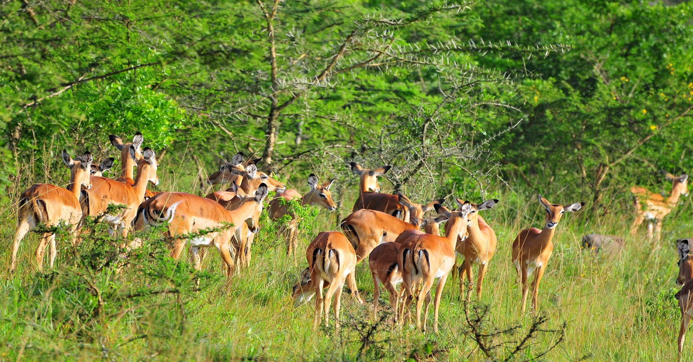 Lake Mburo National Park