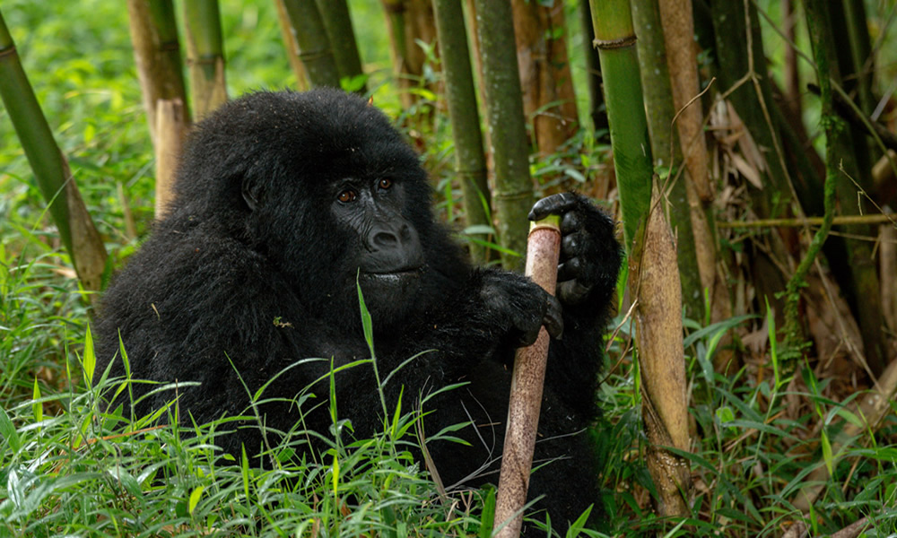 In Which African Country is Mgahinga Gorilla National Park?