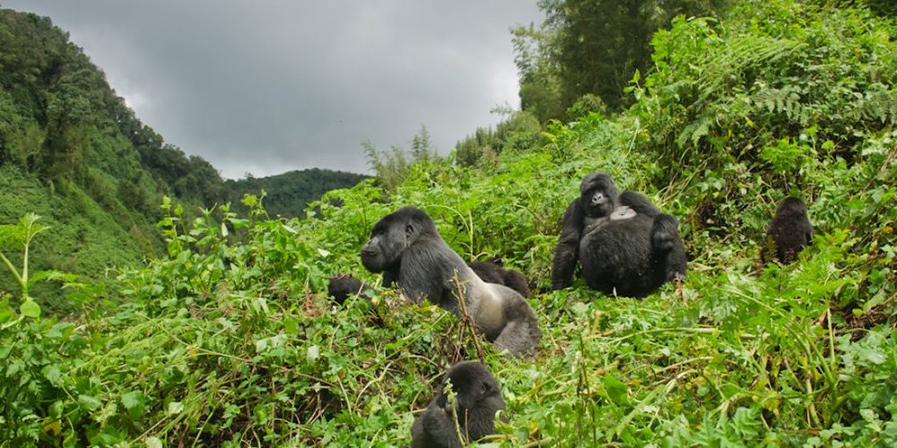 Volcanoes National Park Rwanda