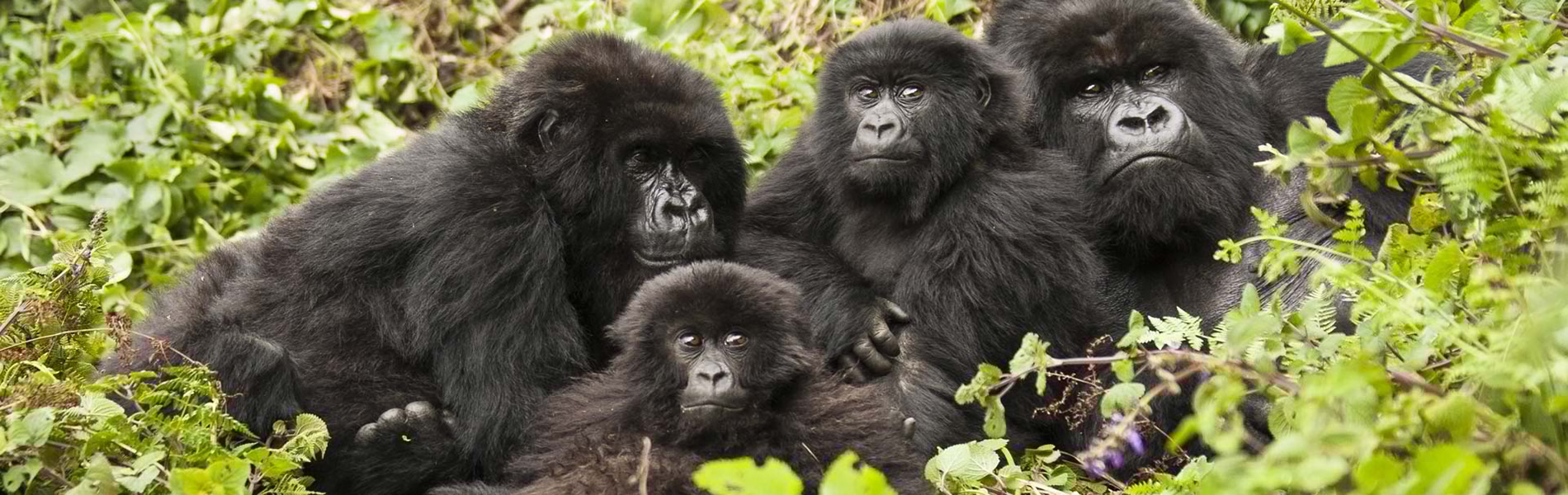 Why should you visit Rwanda for gorillas?