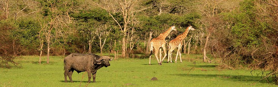 Wildlife/Animals in Lake Mburo National Park