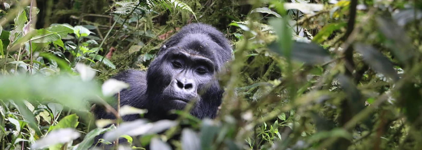 2 Days Bwindi Gorilla Trekking Tour from Kigali