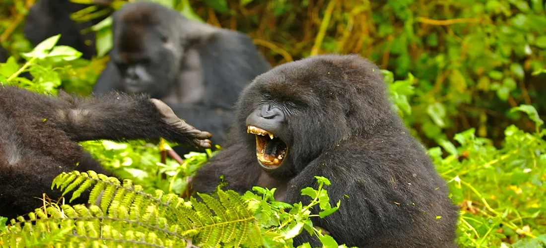 Gorilla Habituation Uganda