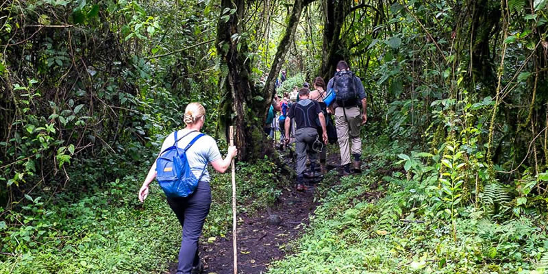 Hiking trails in Rushaga sector