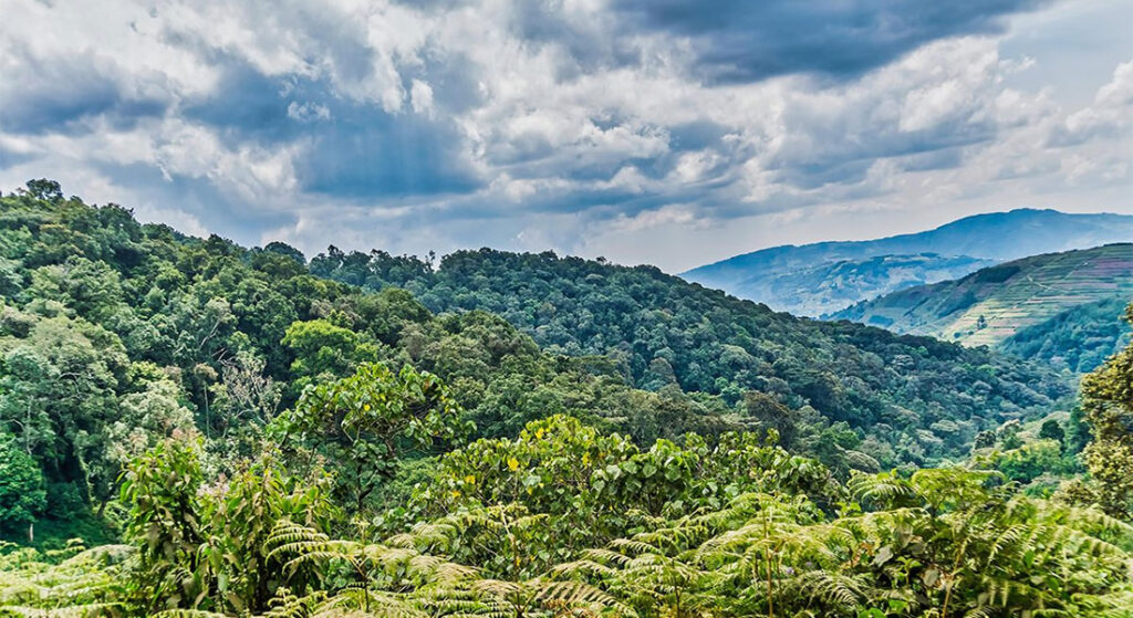 Misty Bwindi Impenetrable National Park