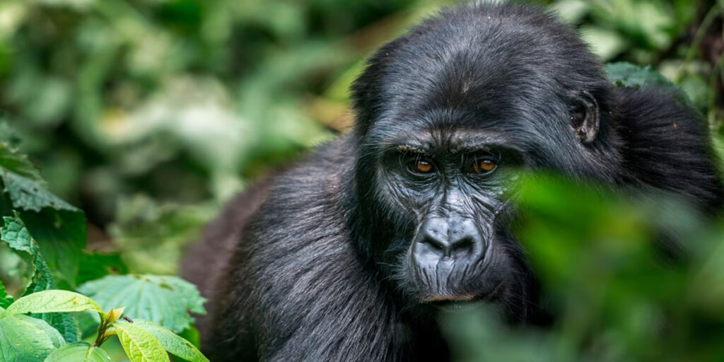 Mountain Gorilla in Bwindi Impenetrable National Park