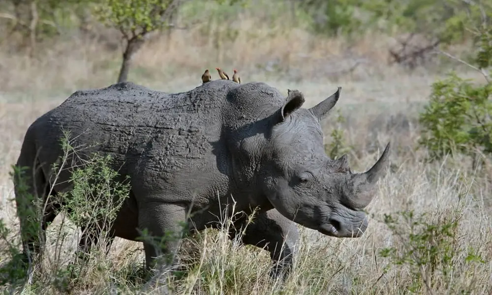 Ziwa Rhino Trekking Experience | Ziwa Rhino Sanctuary, Uganda