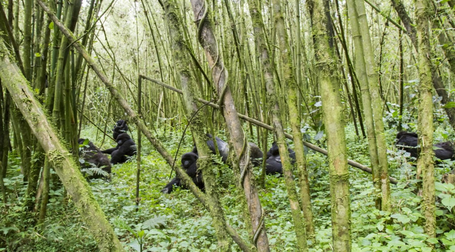 3 Days Gorilla Trekking Rwanda safaris: Jungle Trek Adventure