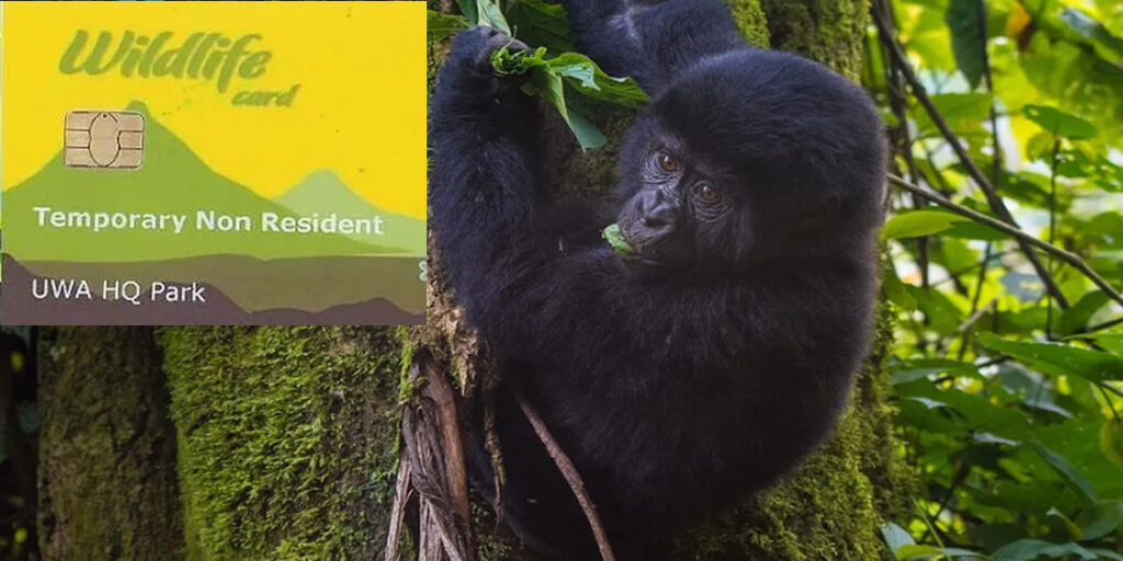 Gorilla permits Uganda: Mountain gorilla trekking permit 2024 (cost)