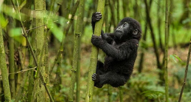 Premium Africa Safaris: Book the Best African Gorilla Safaris & Wildlife Tours (Uganda, Rwanda, Kenya & TZ).