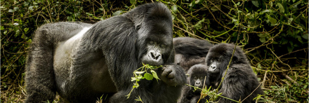 10 Days Uganda and Rwanda safari