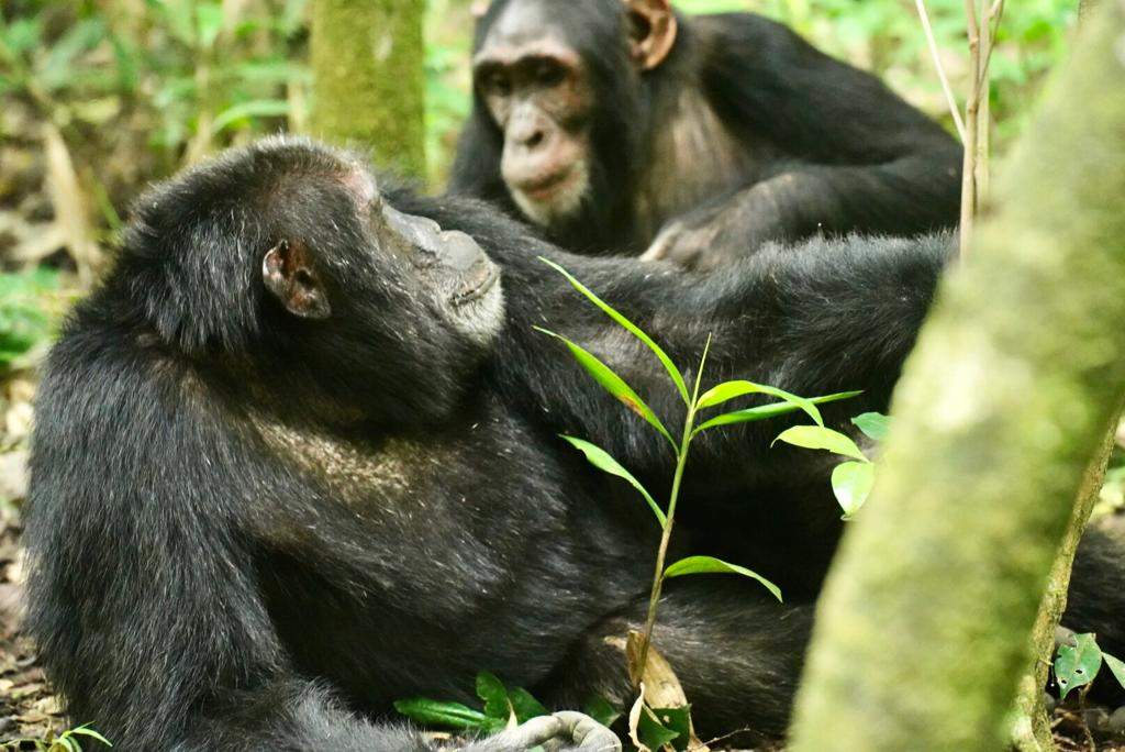 3 Days Chimpanzee Trekking Rwanda Tour