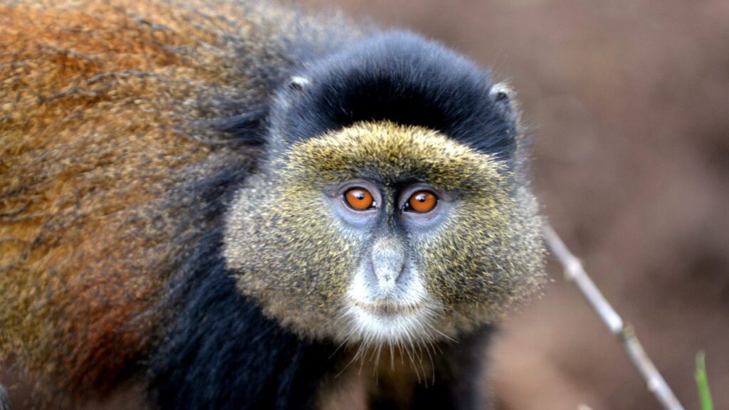 Golden monkey trekking in East Africa, Uganda, Rwanda & Congo