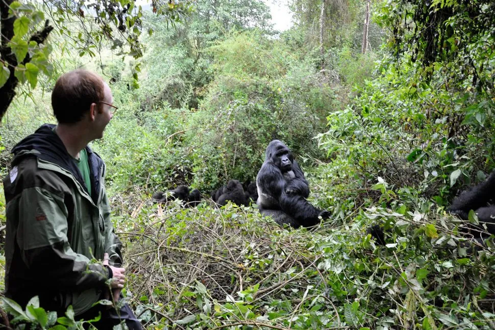  Gorilla trekking bwindi