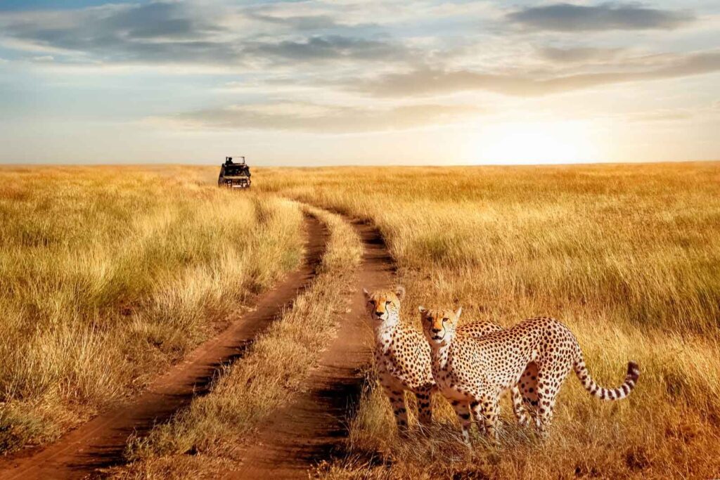 10 Days Uganda and Tanzania Premium Africa Safaris