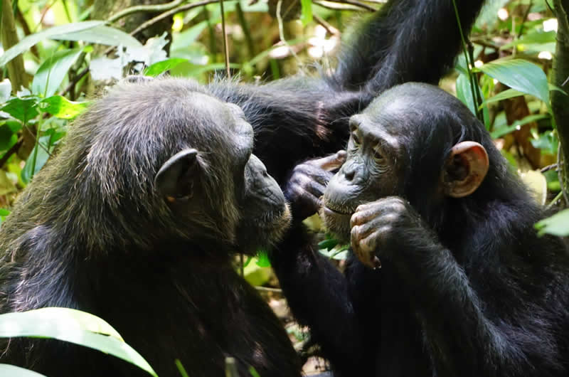 Chimpanzee safaris