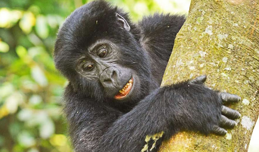 5 Days Uganda Gorillas & Chimpanzee Trekking