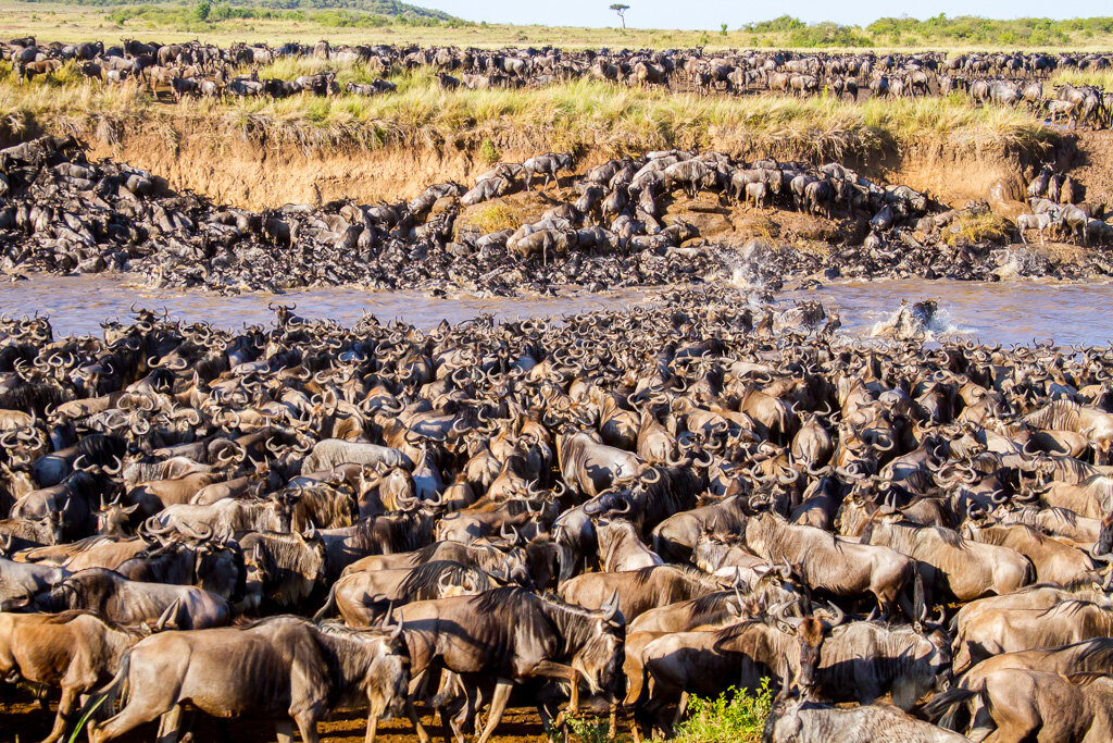 8 Days Great Migration Tanzania and Kenya 