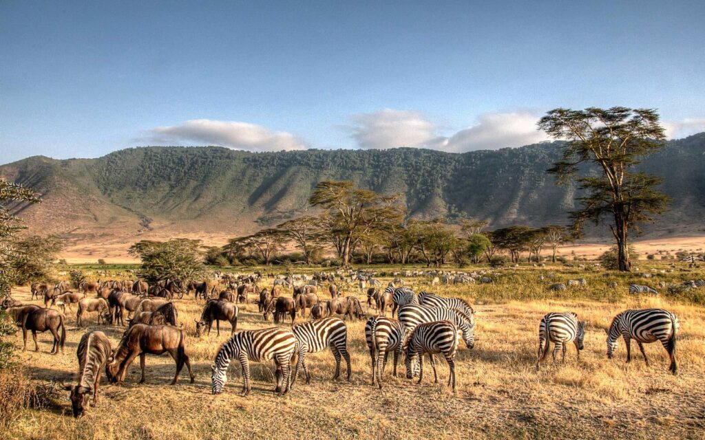 3 Days Ngorongoro Big 5 Game Adventure