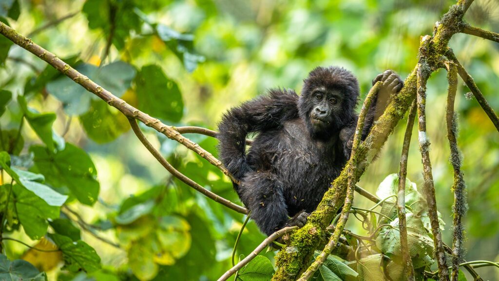 5 Uganda Gorilla Trekking sectors