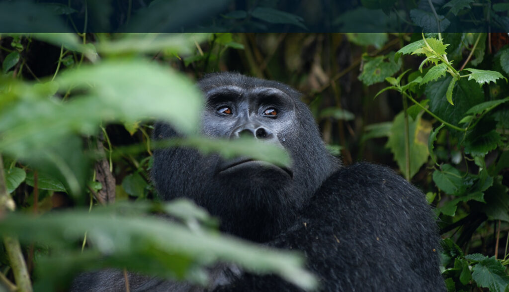 Buhoma Sector in Bwindi